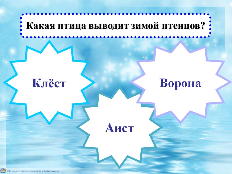 Аист Клёст Ворона Какая птица выводит зимой птенцов?